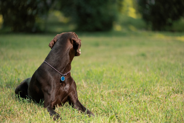 德国短毛猎犬躺在草地上，回头看图片下载
