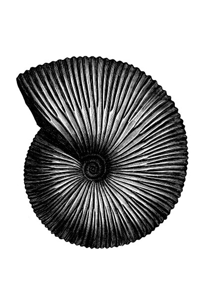 菊石(Stephanoceras macrocephalum)，也称为菊石，一种已灭绝的头足类动物(软体动物门)，与现代珍珠鹦鹉螺(nautilus)有关。图片下载