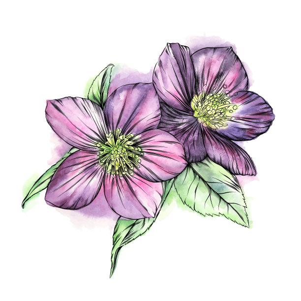 紫色嚏根草花，钢笔和水彩插图。向量EPS10图片下载