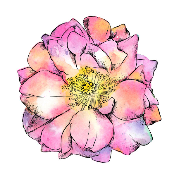 野生玫瑰水彩和插图。向量EPS10插图图片下载