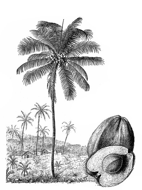 椰子树图片下载