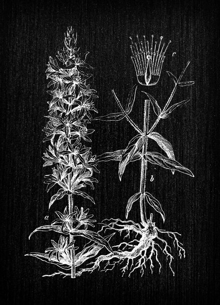 植物学植物古董雕刻插图:千屈菜(紫色松露)图片下载