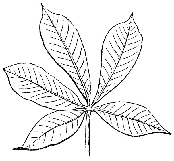 普通七叶树(Aesculus Flava)叶- 19世纪图片下载