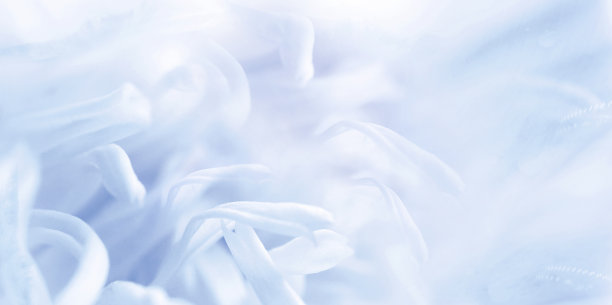 菊花花瓣。植物的蓝色背景。特写镜头。大自然。图片下载