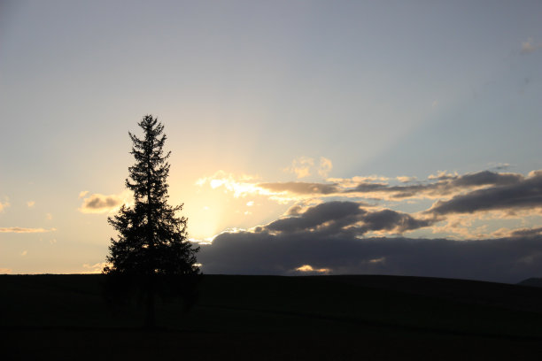 黄昏的天空和碧绿的树影图片下载