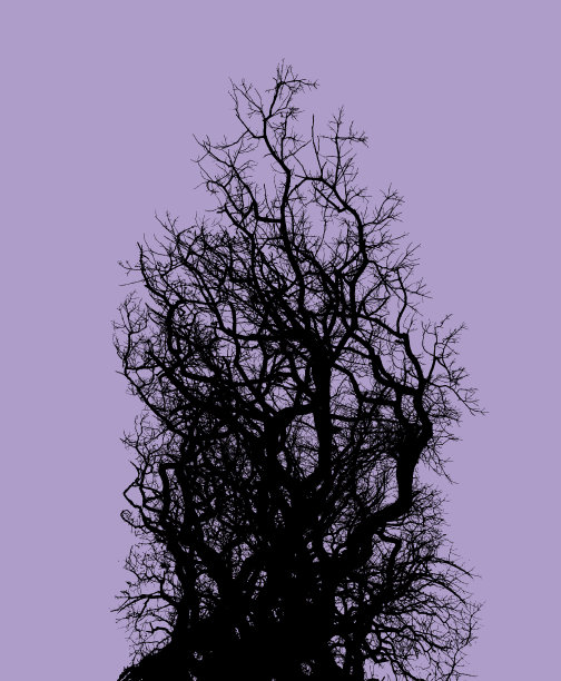 橡树和树枝图片下载