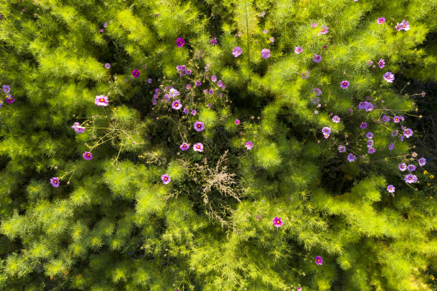绿色的田野和鲜花，鸟瞰图图片下载