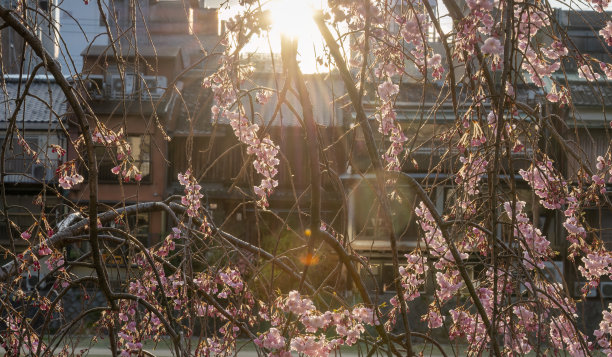 暗光下的卡墨河畔粉色樱花。背景中失焦的房子。《京都议定书》。日本。图片下载