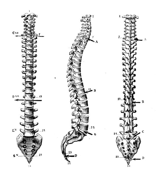 人体解剖学古插图:脊柱图片下载
