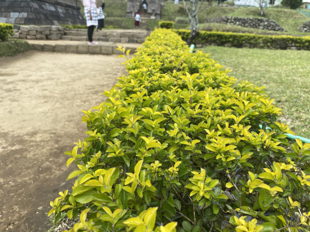 绿叶植物背景图片下载