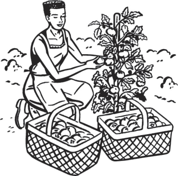 女人挑选西红柿图片下载