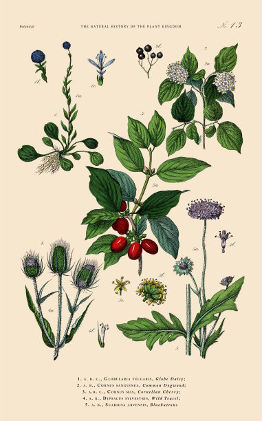 手工着色的植物雕刻，植物王国的历史，维多利亚植物插图，板13，大约1853年图片下载