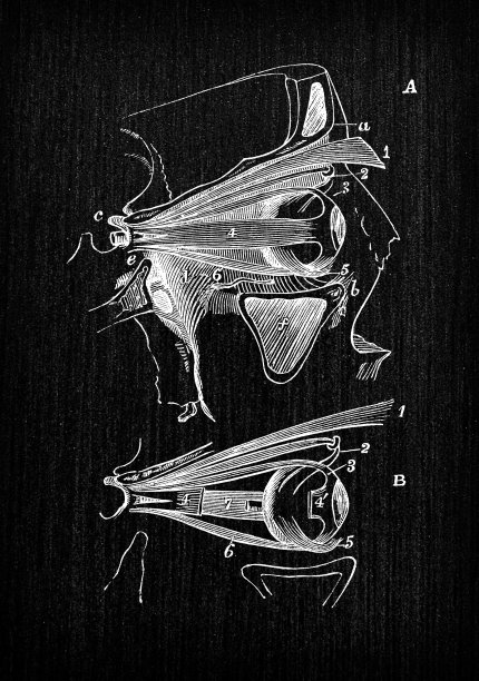 人体解剖学古董插图:眼部肌肉图片下载