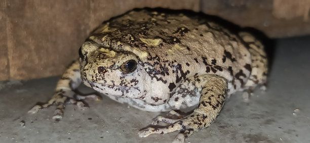 可爱的青蛙图片下载