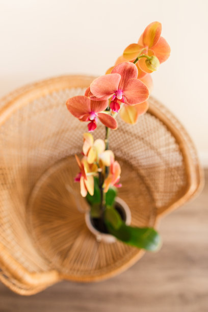 2023年夏天，在明亮的自然窗户光线下，一个明亮的珊瑚粉色和黄色兰花植物放在一个复古的藤孔雀椅上，中性的奶油色背景图片下载