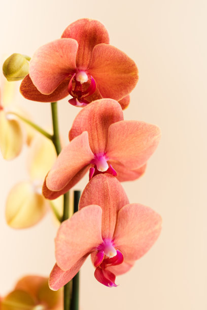 2023年夏天，在明亮的自然窗户光线下，一个明亮的珊瑚粉色和黄色兰花植物放在一个复古的藤孔雀椅上，中性的奶油色背景图片下载