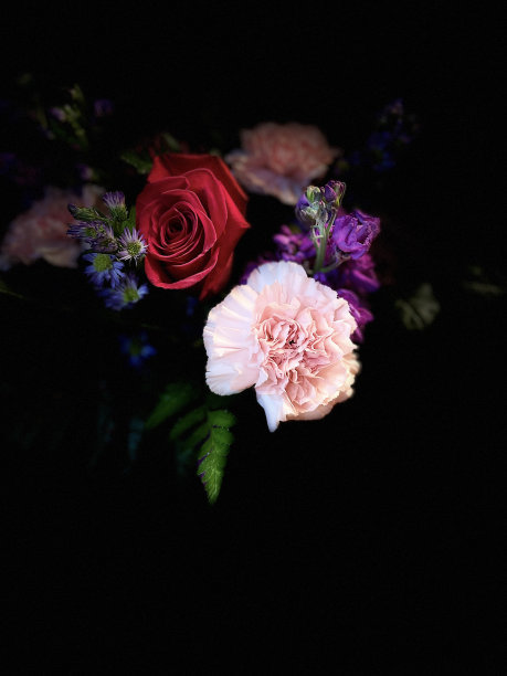 工作室灯光效果彩色花卉安排孤立的黑色背景复制空间图片下载