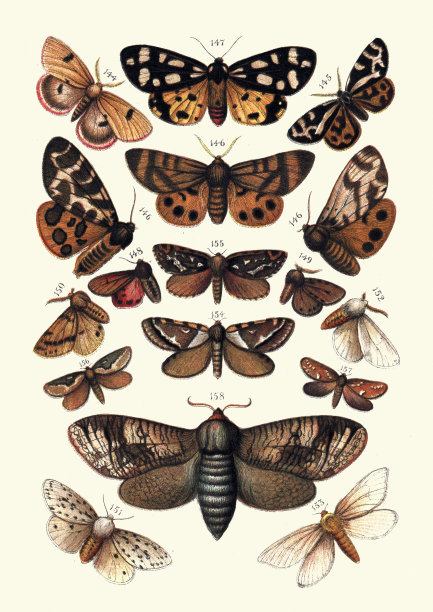 鳞翅目，昆虫，飞蛾，虎蛾，山羊，雨燕，银鼠，棉布图片下载