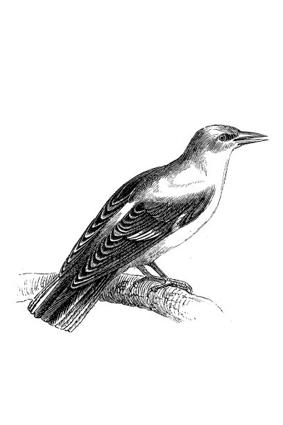 欧亚金黄鹂(黄鹂)图片下载