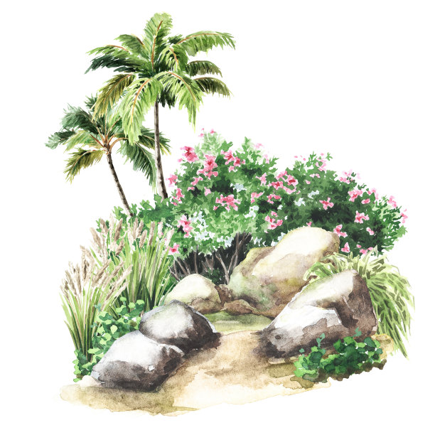 热带植物组成。景观设计元素。手绘水彩插图孤立的白色背景图片下载