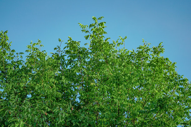 无果核桃图片下载