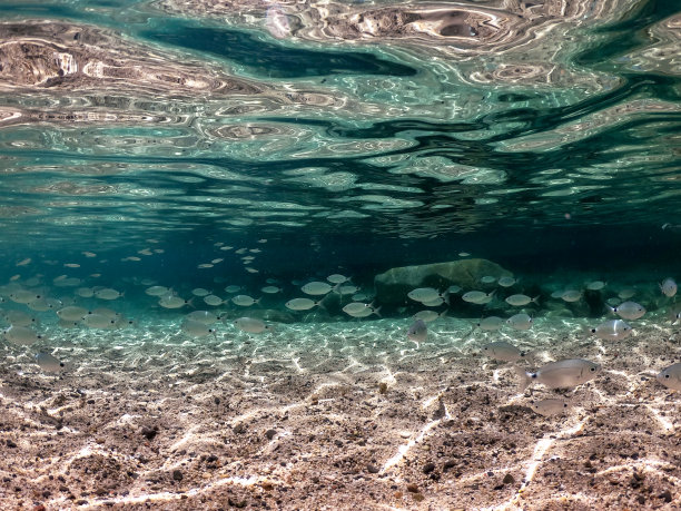 清澈海水中鱼群水下照片，意大利撒丁岛图片下载