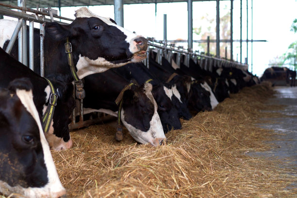 奶牛吃干草。图片下载