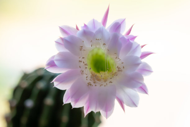 仙人掌的开花时间图片下载