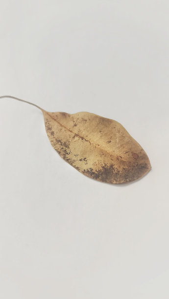 干月桂叶在白色背景上烹饪的特写图片下载