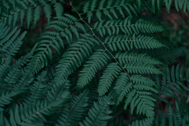 黑暗环境背景下蕨类植物叶子的图案图片下载