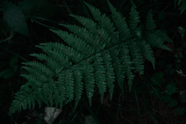 黑暗环境背景下蕨类植物叶子的图案图片下载