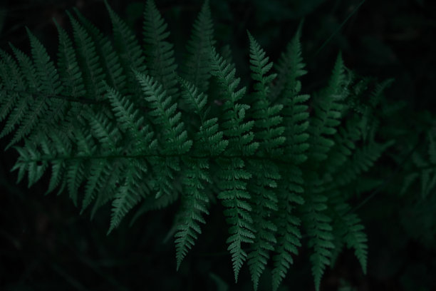 黑暗环境背景下蕨类植物叶子的图案图片下载