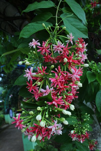 在模糊的自然背景下，仰光爬山虎、金银花、水仙、凤尾花等红、粉、白相间的花朵盛开在花园中图片下载