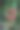 在模糊的自然背景下，仰光爬山虎、金银花、水仙、凤尾花等红、粉、白相间的花朵盛开在花园中图片下载