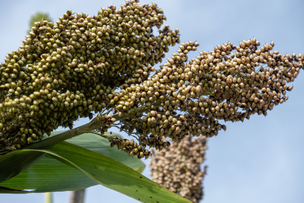 高粱领域图片下载