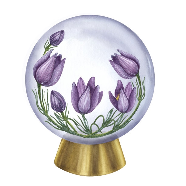 野花紫色白头翁，草原番红花，海葵，岩百合。在水晶球里面。水彩插图孤立图片下载