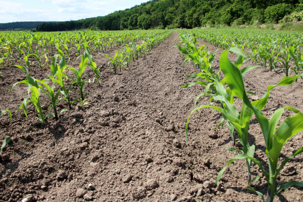 小玉米的芽在农场地里发芽了图片下载
