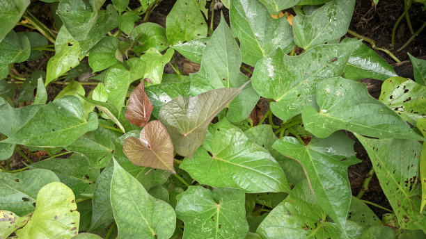 绿色甘薯叶特写图片下载