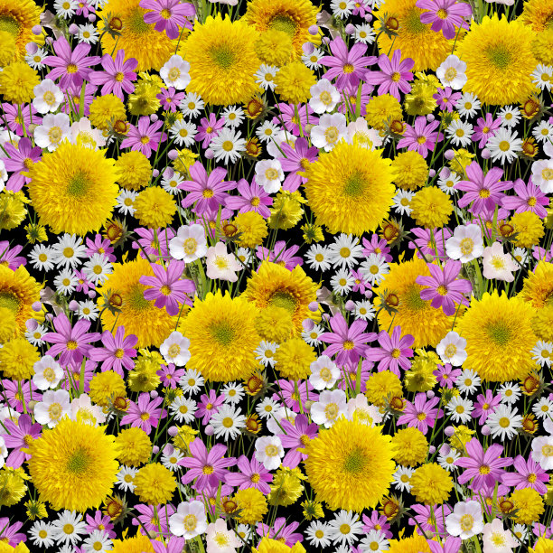 无缝花卉图案与夏季花在黄色和紫色在黑色的背景。图片下载