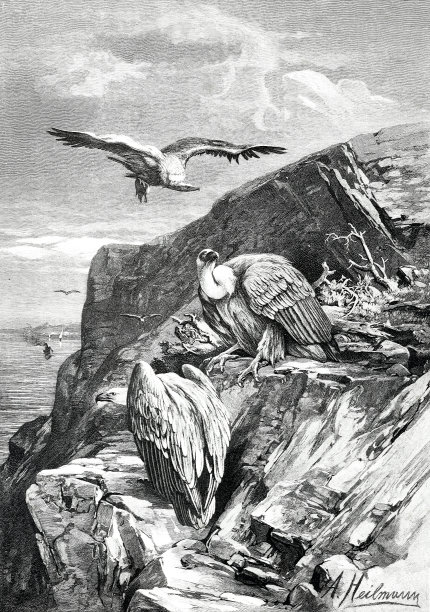 亚得里亚海一个岩石岛上的秃鹫图片下载