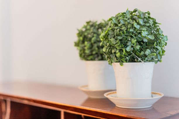 木制抽屉上两盆盆栽的特写图片下载