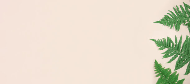 浅米色背景横幅上的新鲜绿色蕨类植物叶子。自然的布局。夏季或春季销售模板。最小的概念。自然的模式。平铺复制空间顶视图。热带空白模型。框架广告图片下载