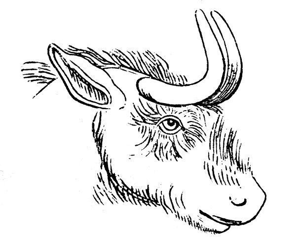 牛羚首领图片下载