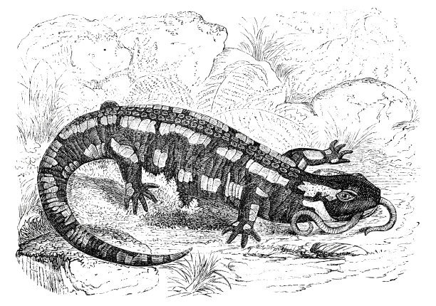 火蜥蜴图片下载