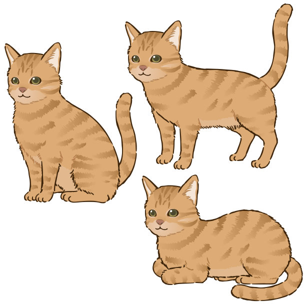 红色虎斑猫的各种姿势图片下载