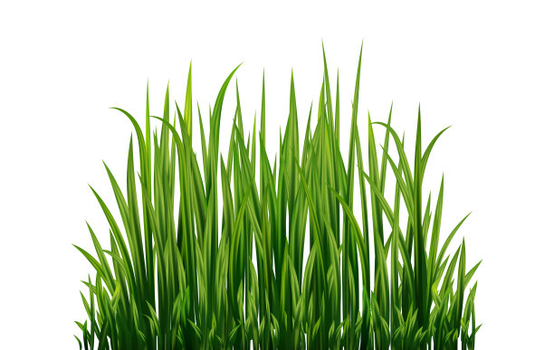 一套新鲜的绿草图片下载