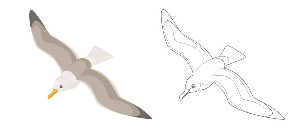 海鸥俯视图。画出图画的轮廓以便上色。在白色背景上单独飞行的鸟。翱翔的海鸟剪影。矢量简单图标。图片下载