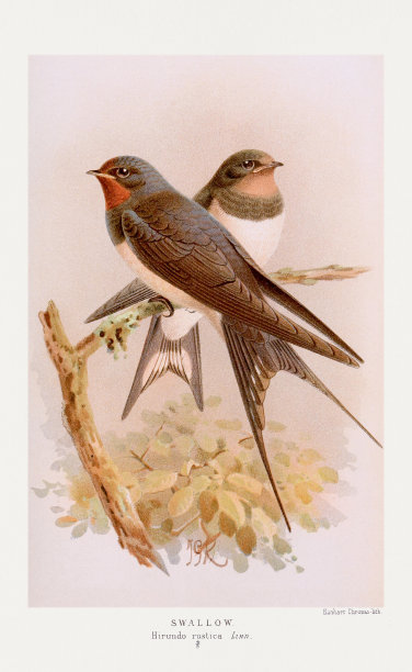 复古鸟插画图片下载