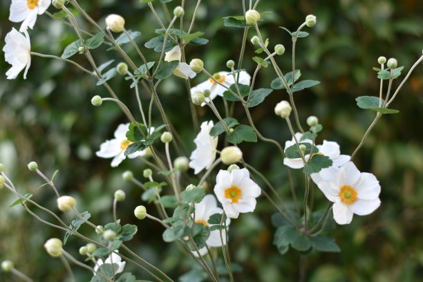 银莲花白色的花图片下载