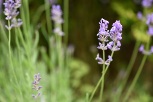 薰衣草图片下载